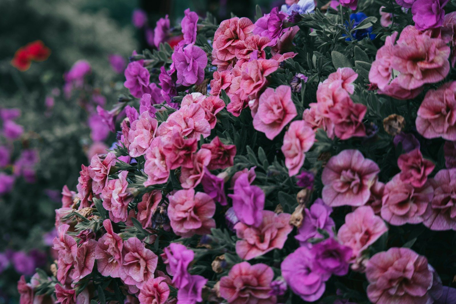 a bunch of pink and purple flowers in a garden